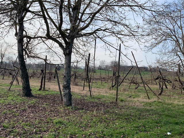 Terreno Agricolo in vendita Reggio Emilia Zona Coviolo